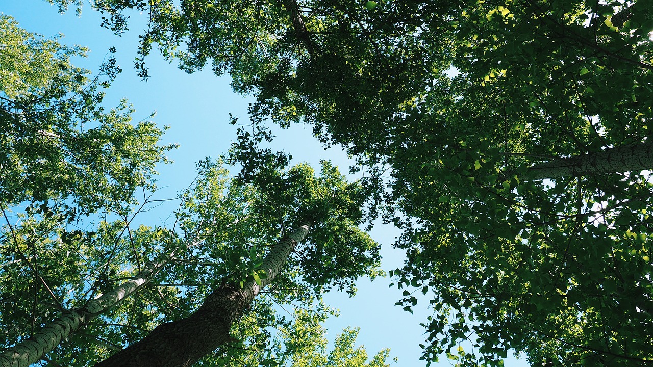 Image - trees leaves branches nature