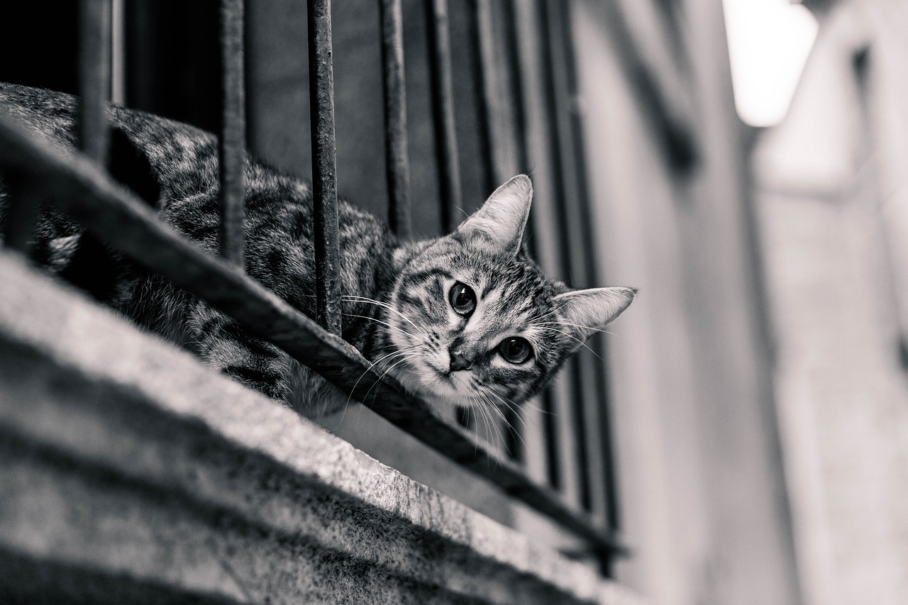 Image - cat pet animals balcony railing