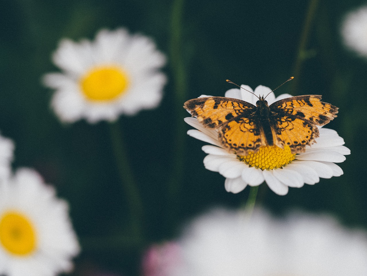 Image - daisy daisies flowers butterfly