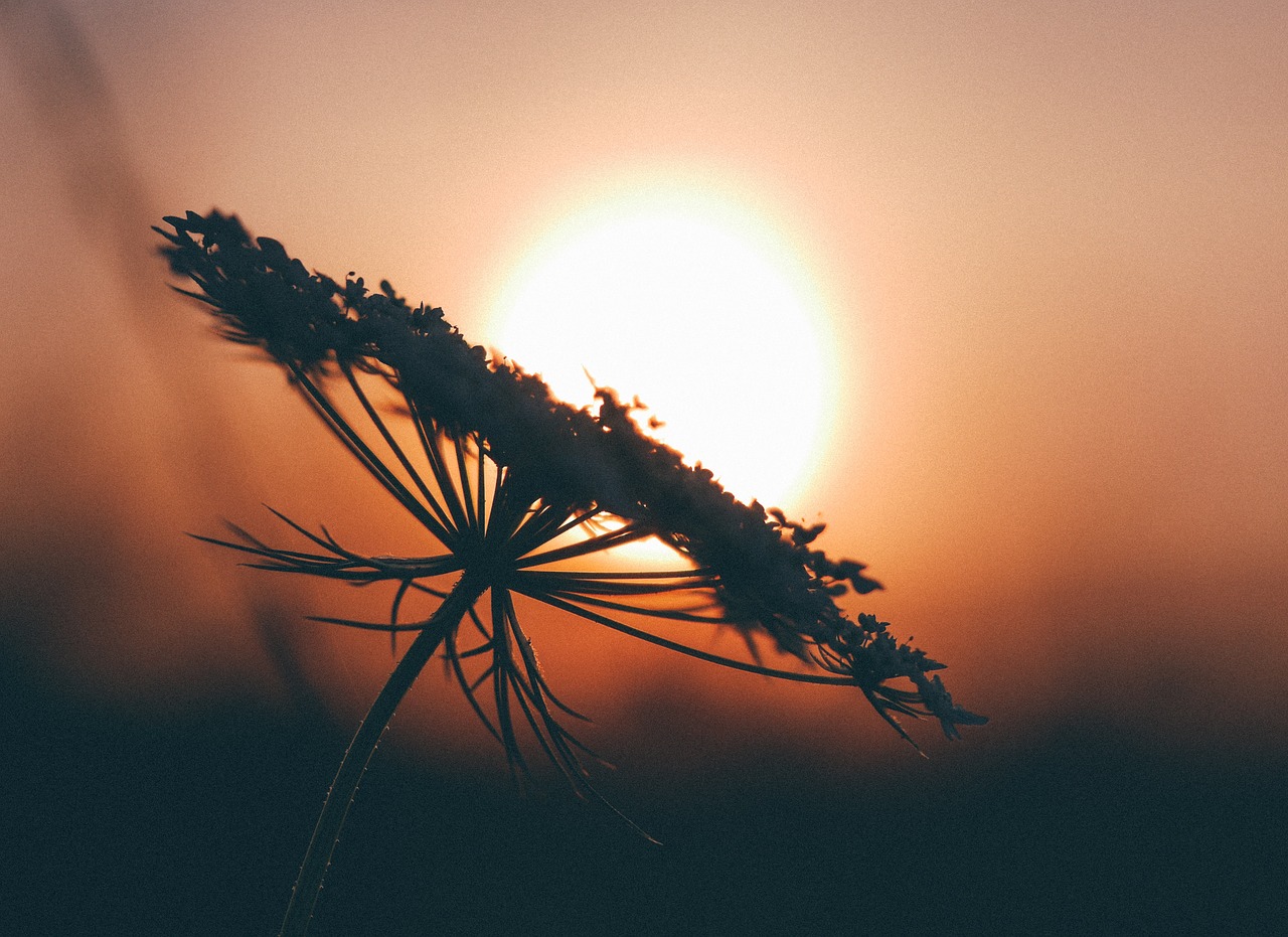 Image - flower silhouette shadow sunset