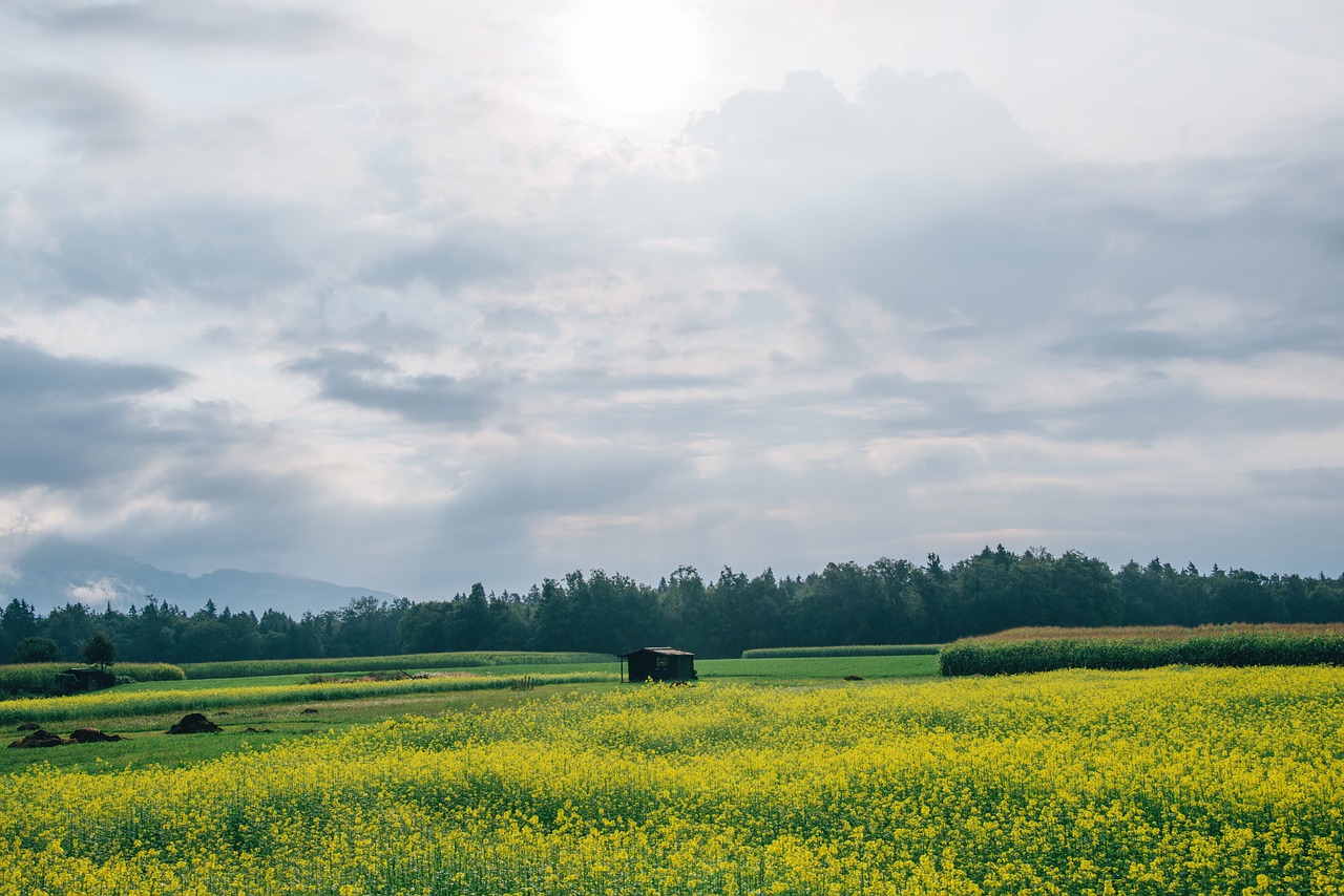 Image - field green grass yellow