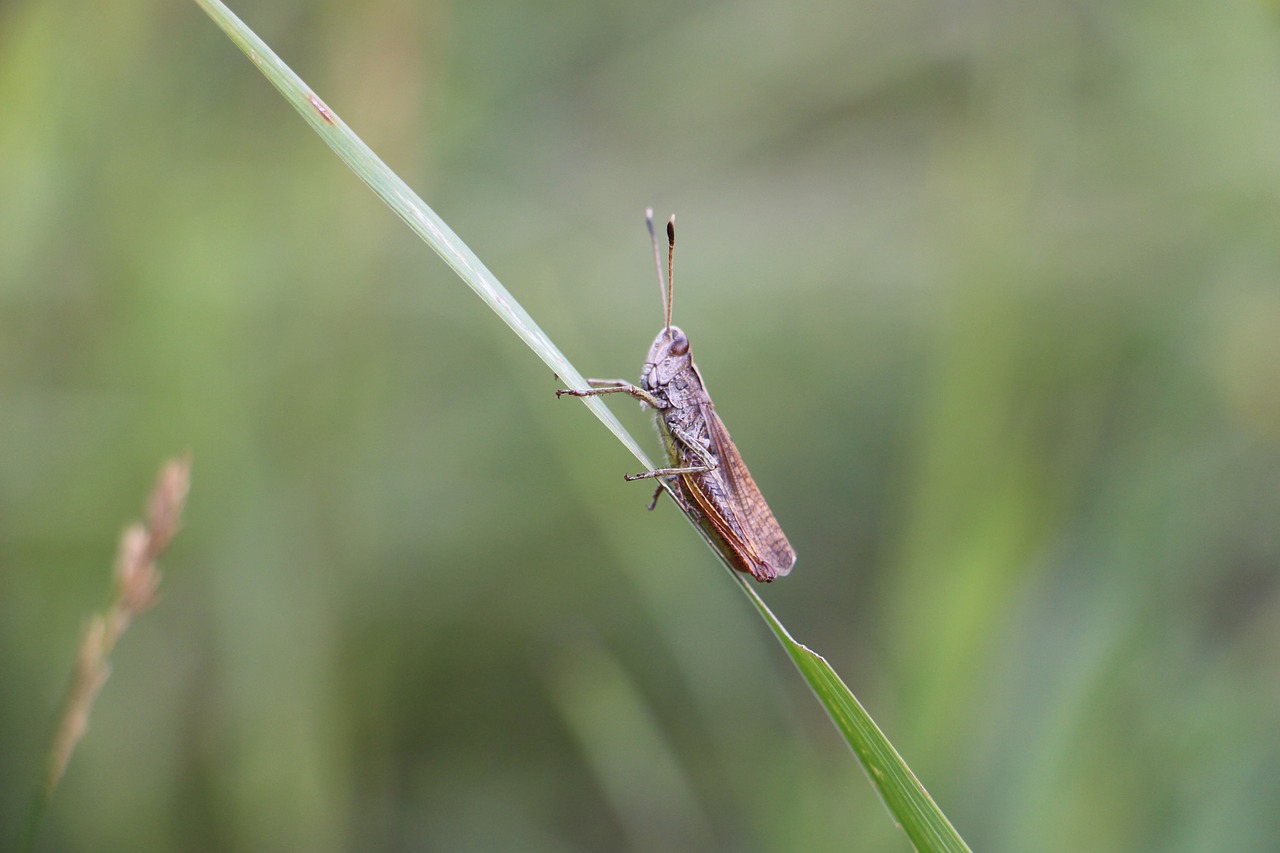 Image - rufous grasshopper insect