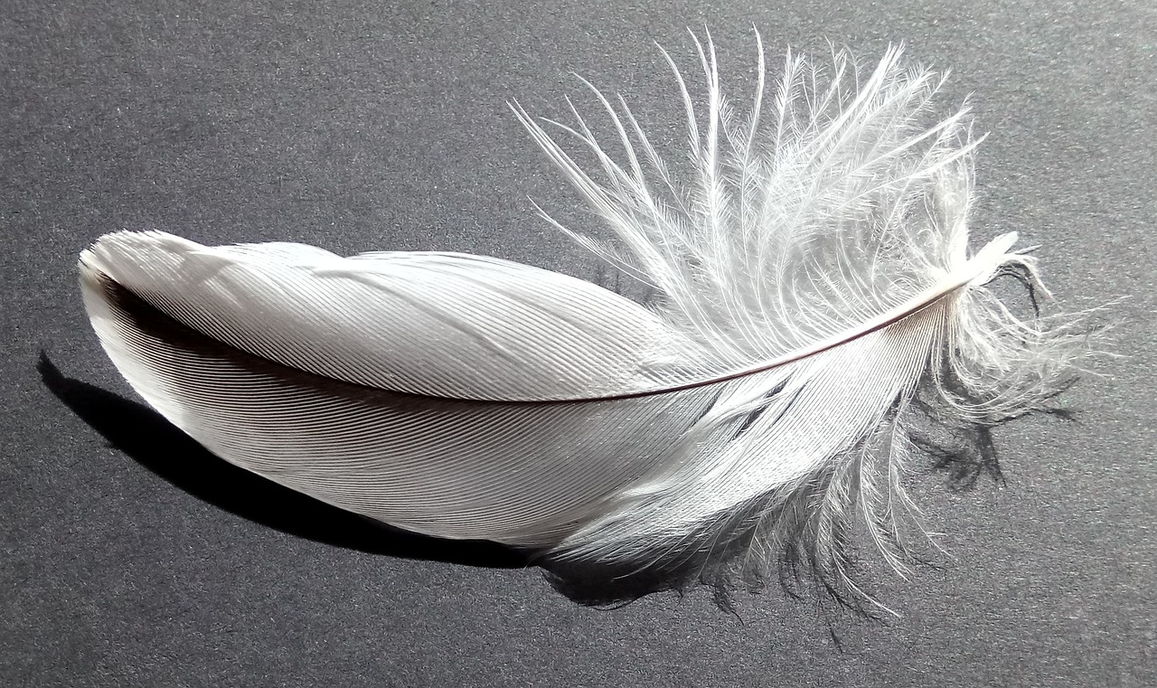 Image - bird feather soft white grey black