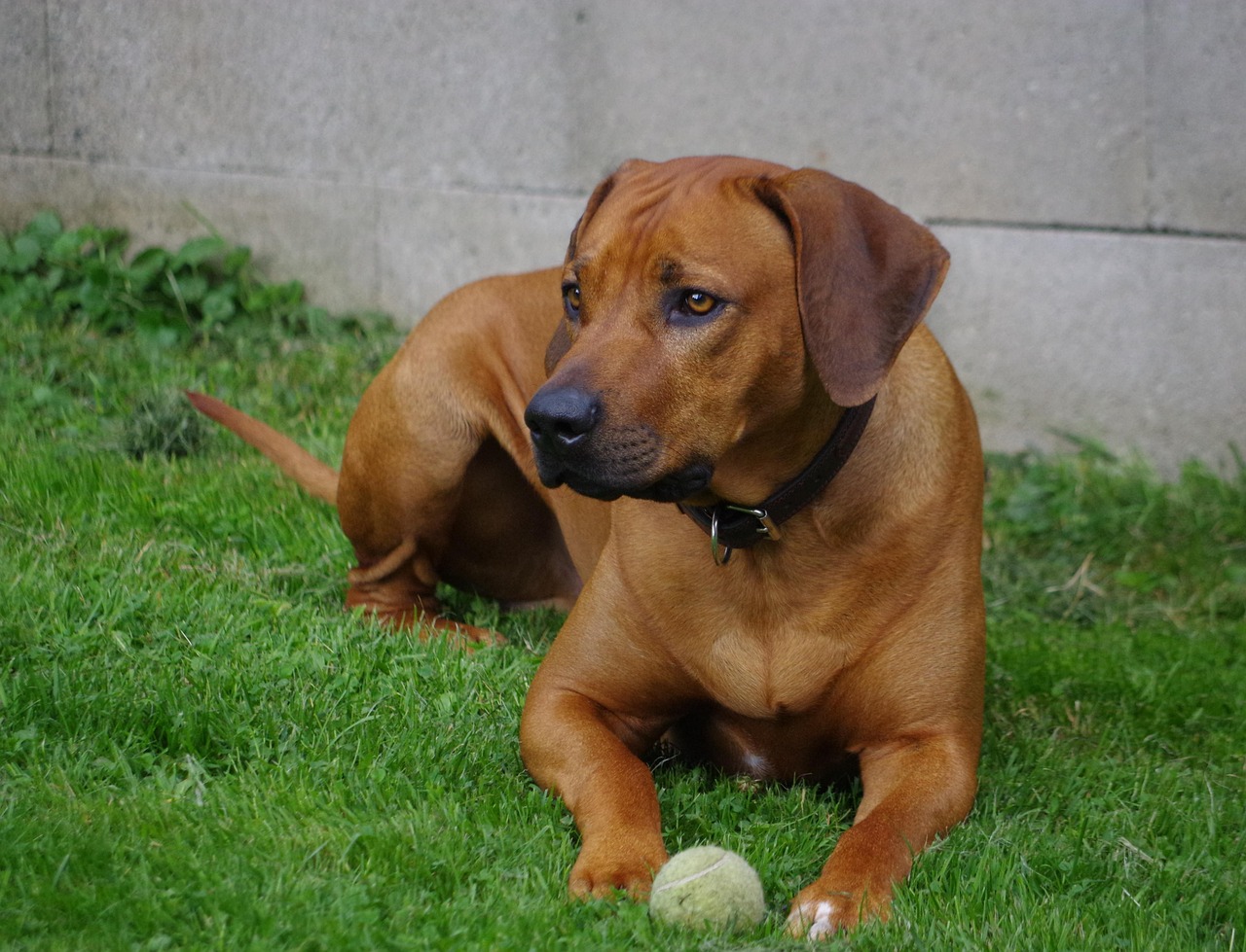 Image - dog ridgeback rhodesian