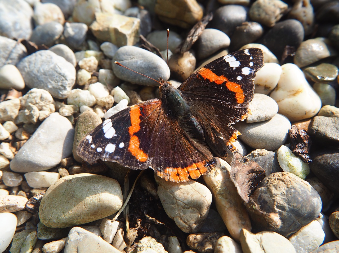 Image - butterfly garden admiral nature