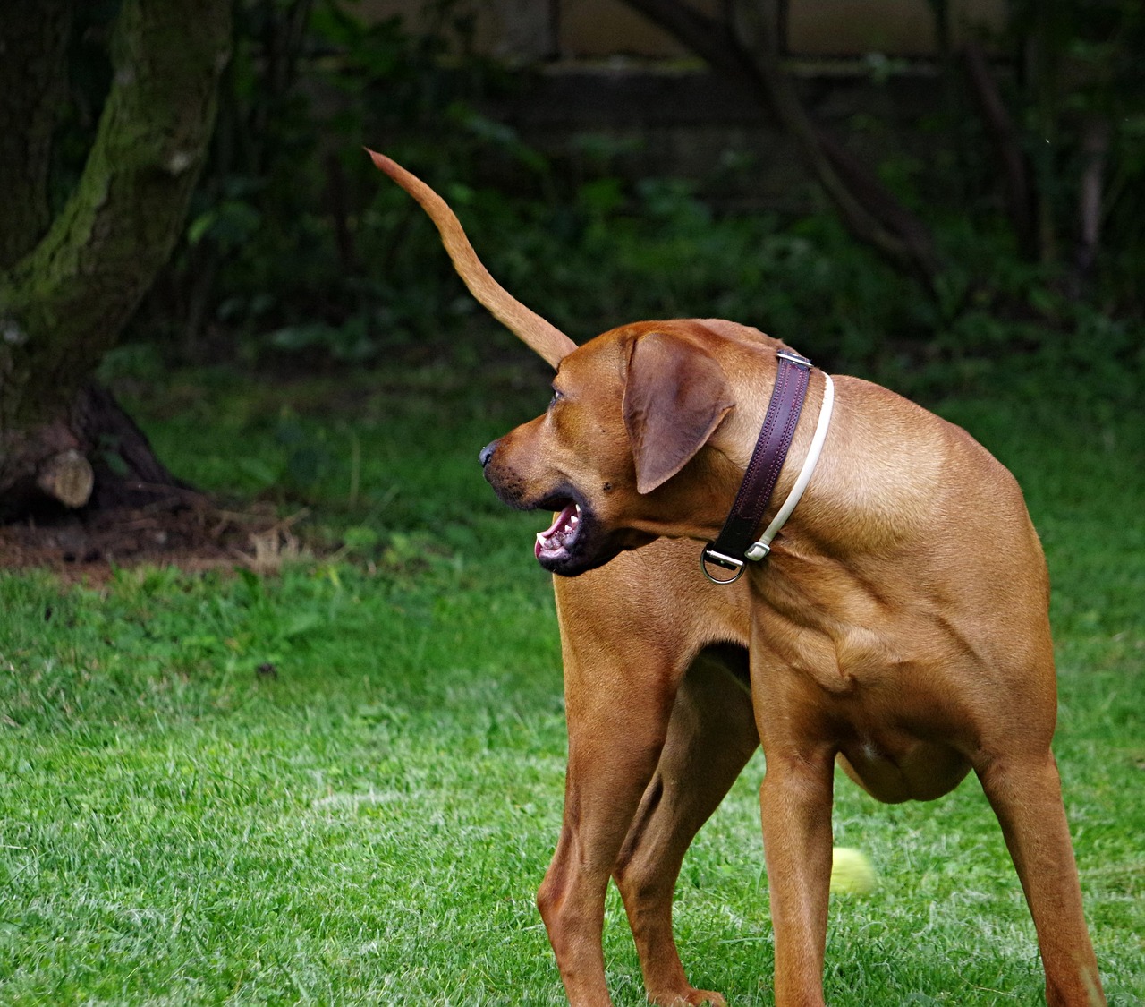 Image - dog ridgeback rhodesian