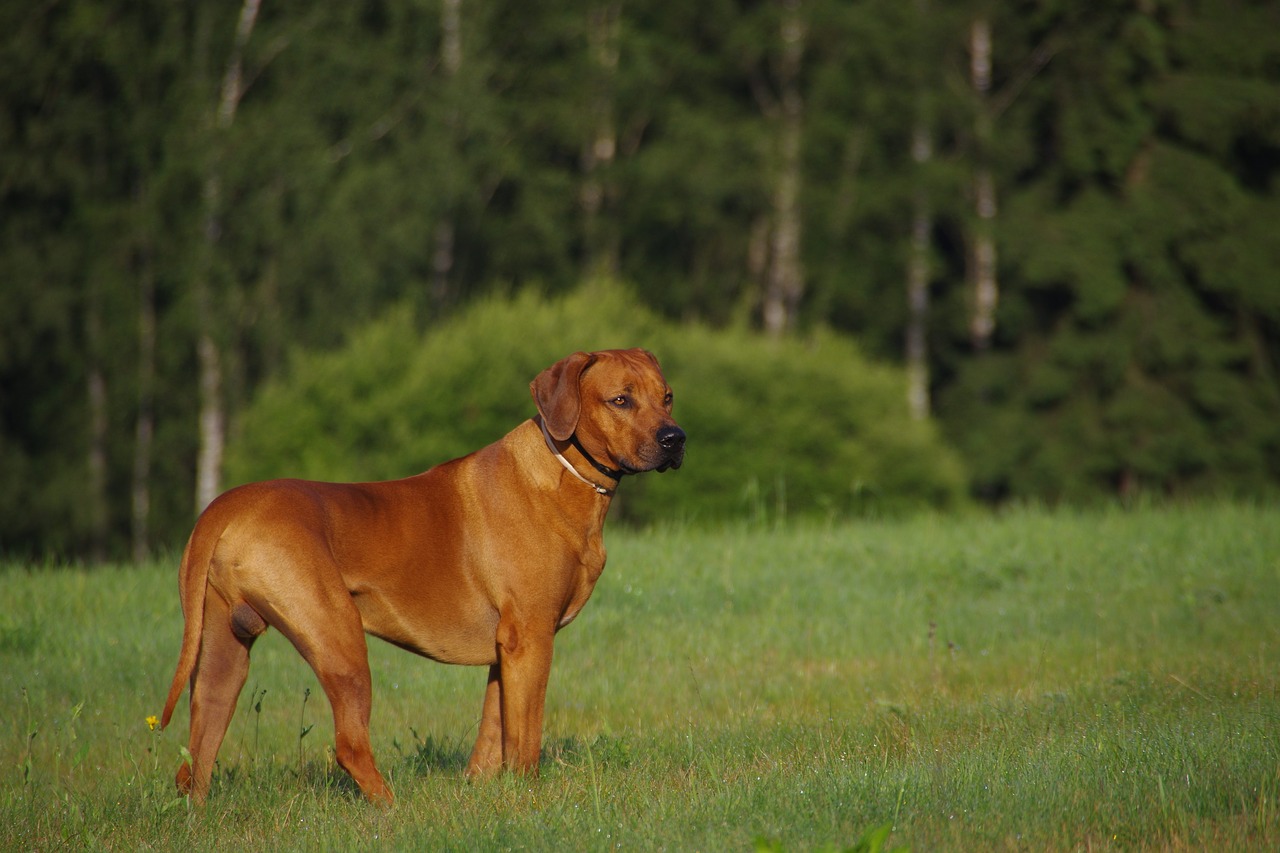 Image - dog ridgeback rhodesian