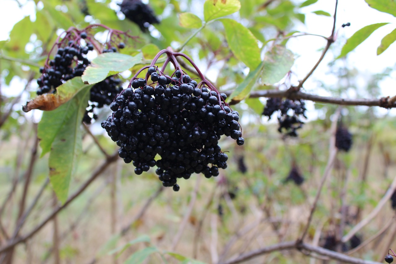 Image - forest pine berry nature