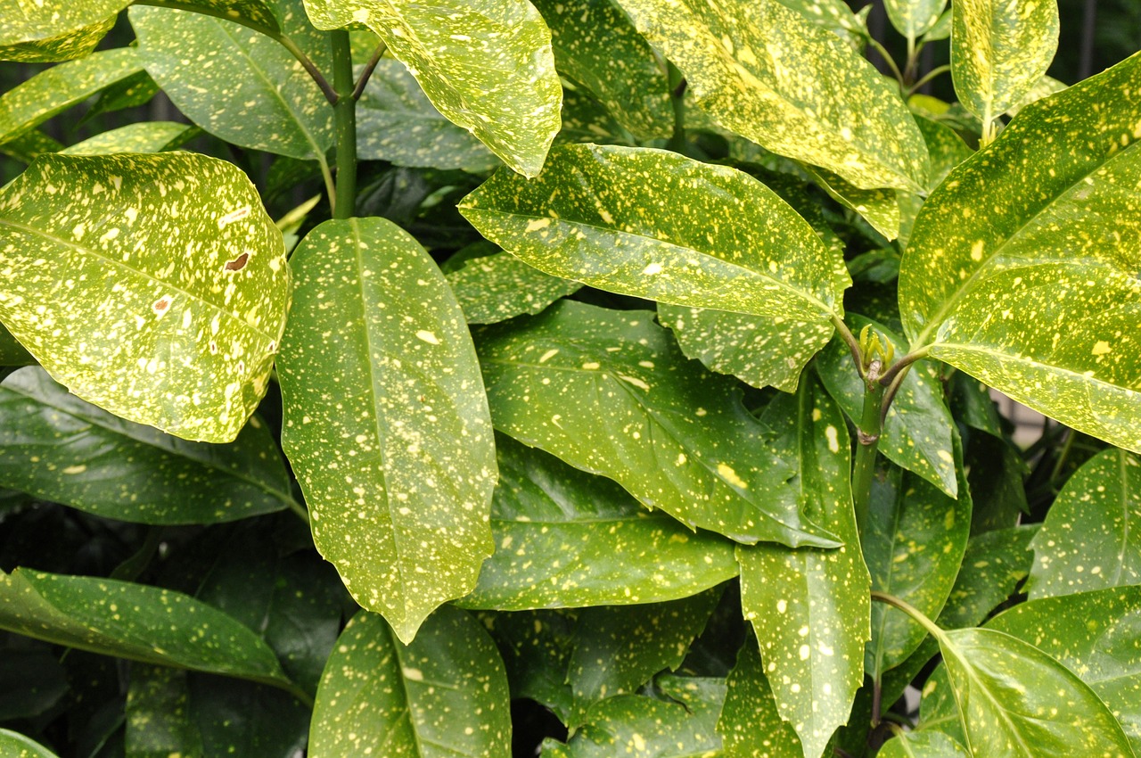 Image - leaves botanical sheet exotic