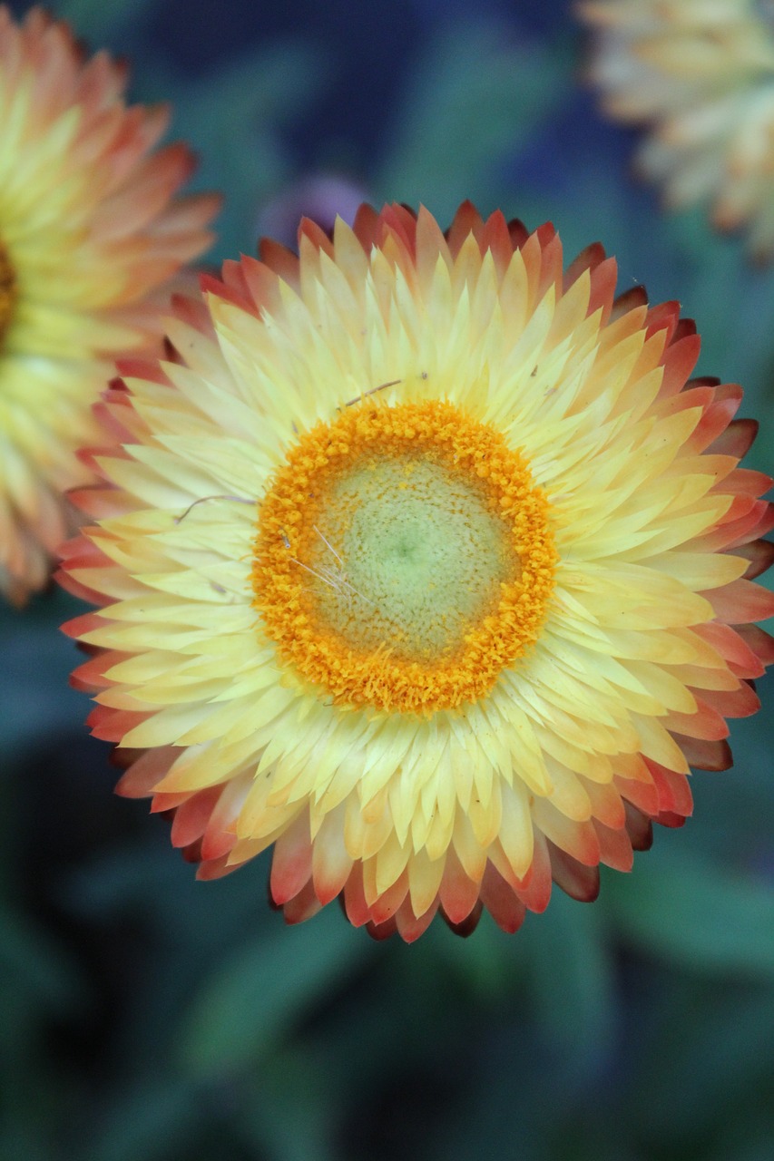 Image - yellow flower flower close up shot