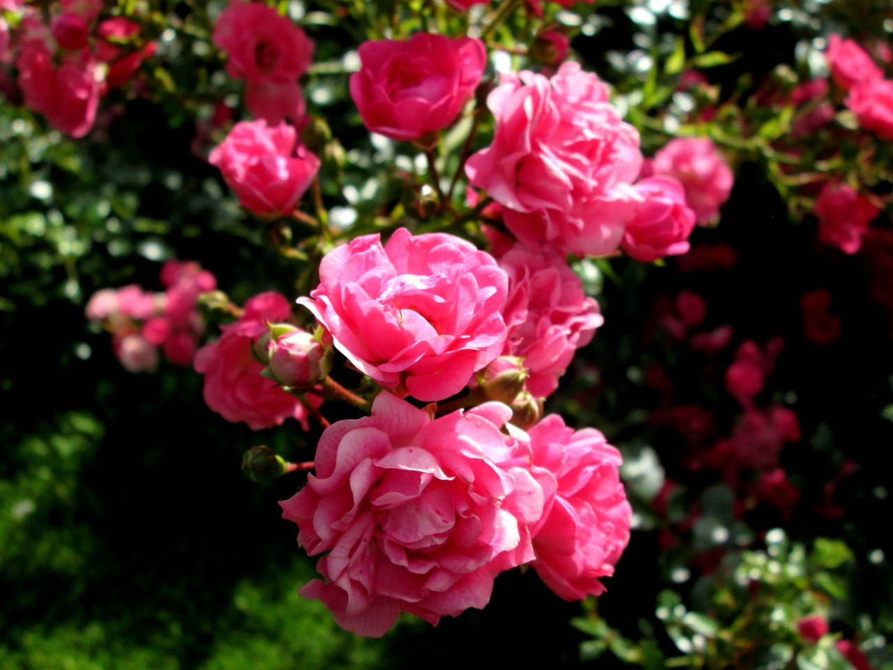 Image - pink pink rose ros summer flower