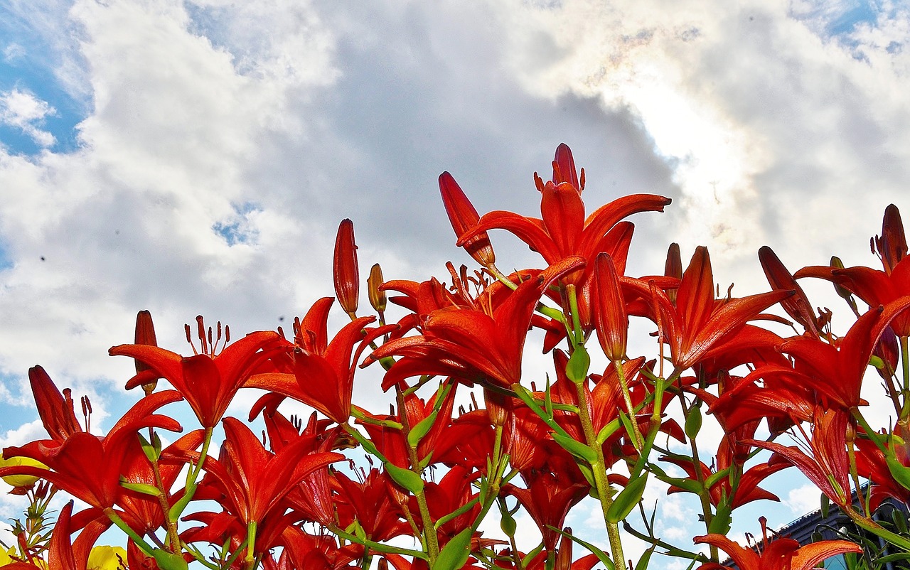 Image - flower lily purple blossom spring