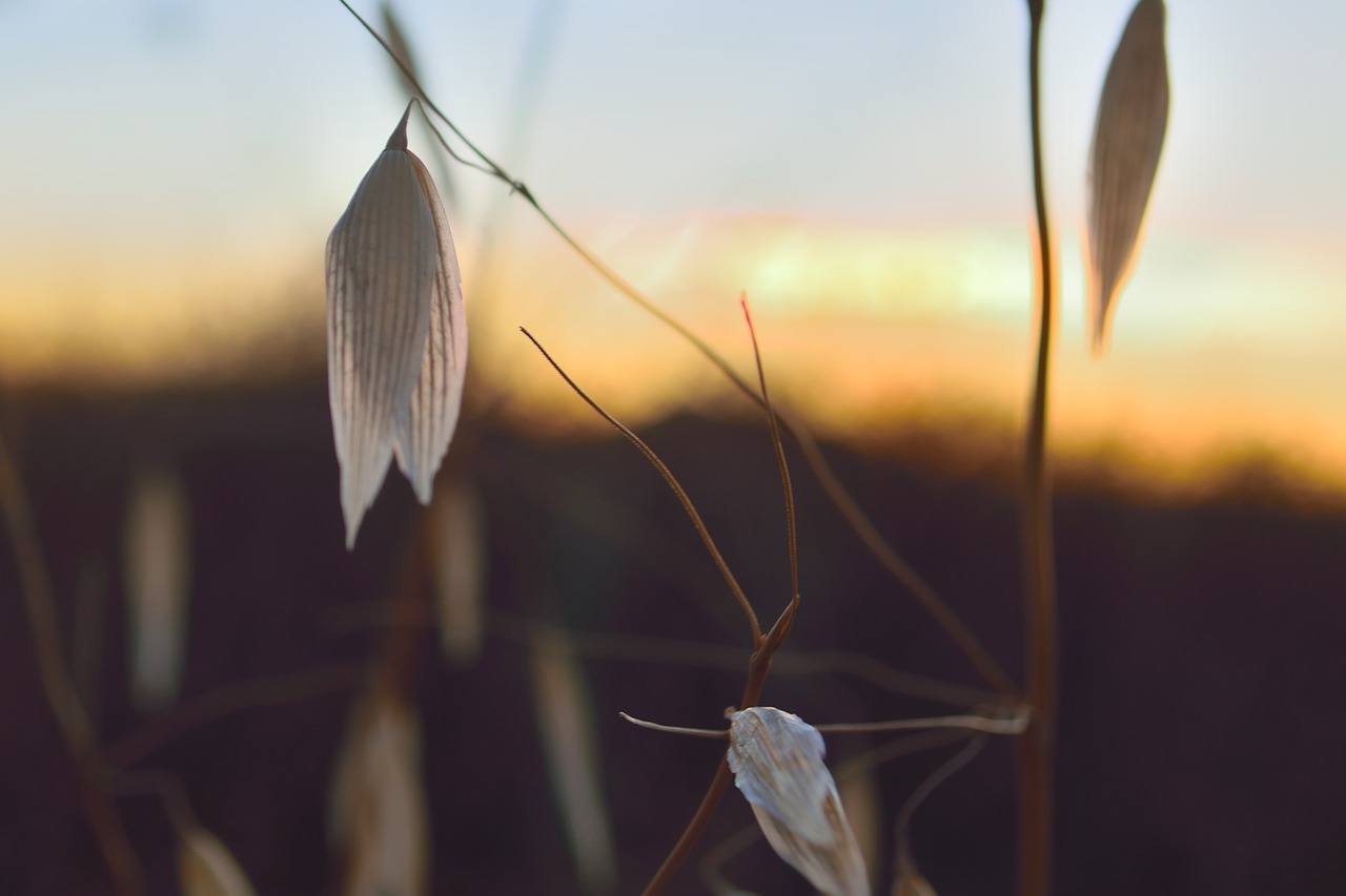 Image - spikes sunset nature