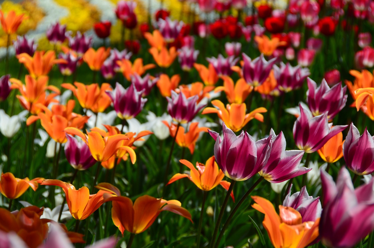 Image - spring flowers tulips plant hall