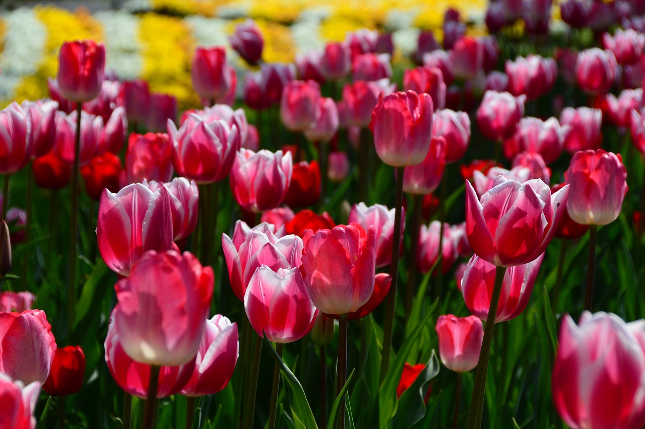 Image - spring flowers tulips plant hall