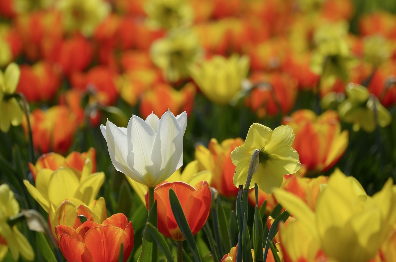 Image - spring flowers tulips plant hall