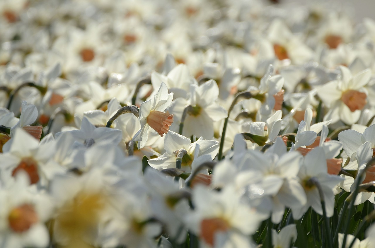 Image - spring flowers daffodils plant