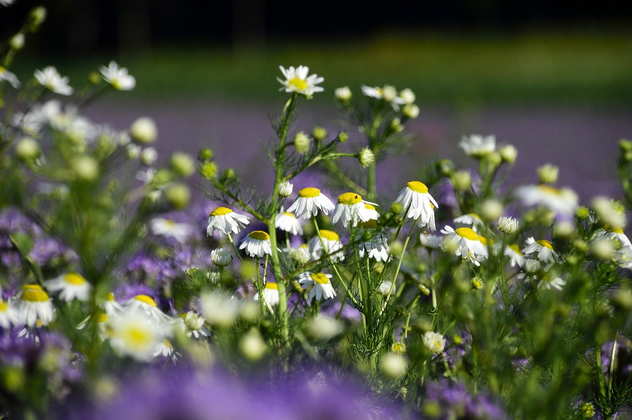 Image - chamomile wild flower flower meadow