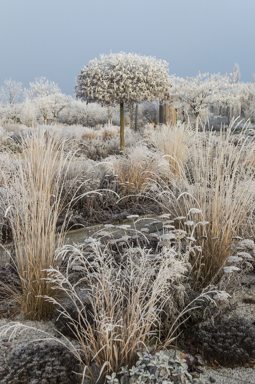 Image - winter ripe landscape frozen frost