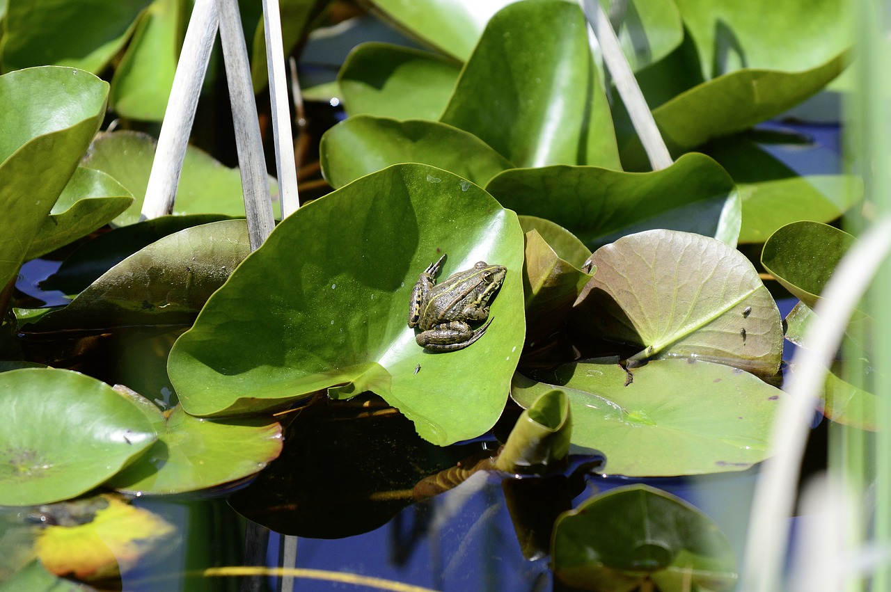 Image - frog biotope pond water frog