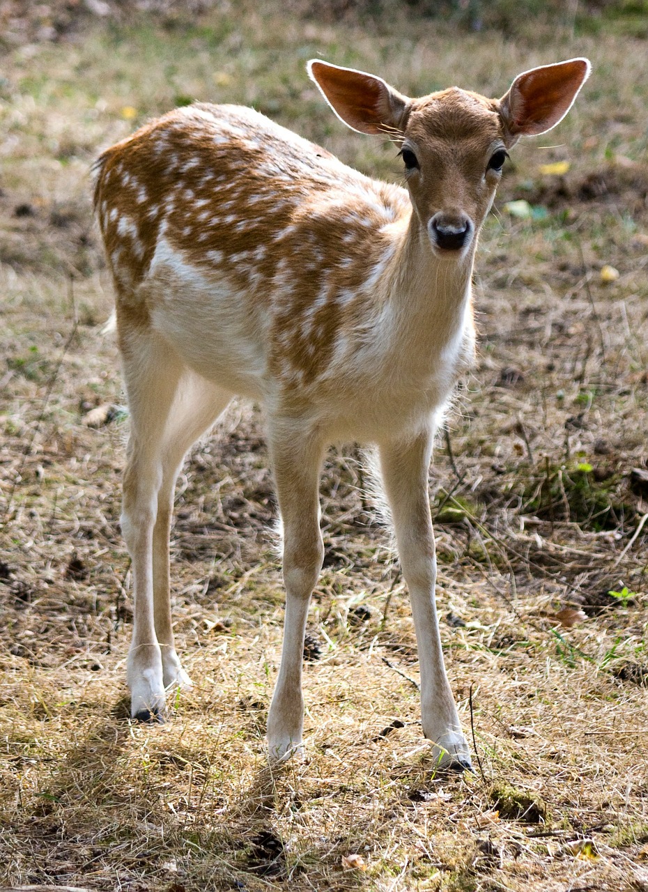 Image - young fallow deer kitz fallow deer