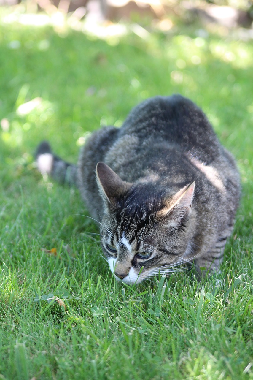 Image - cat grey lurking mackerel pet