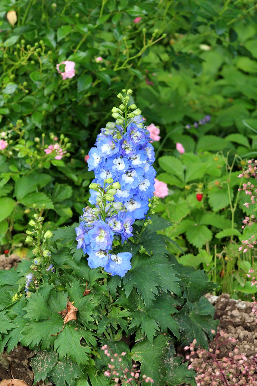 Image - larkspur blue garden flower