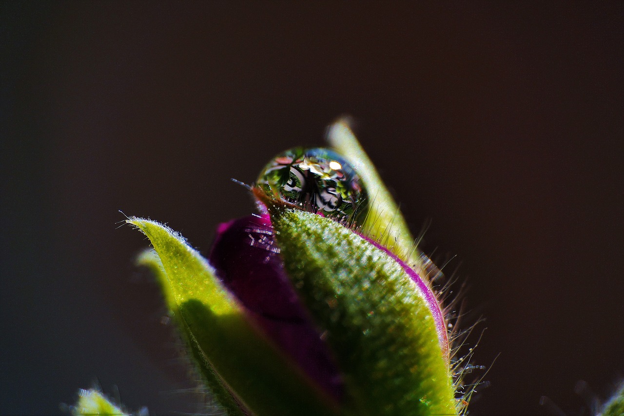 Image - a pretty flower