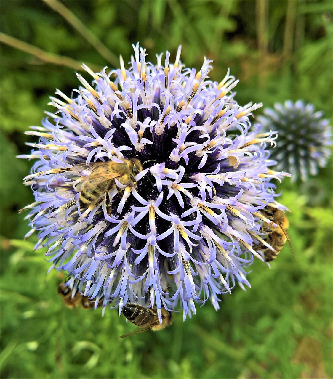 Image - plant blossom bloom distelart