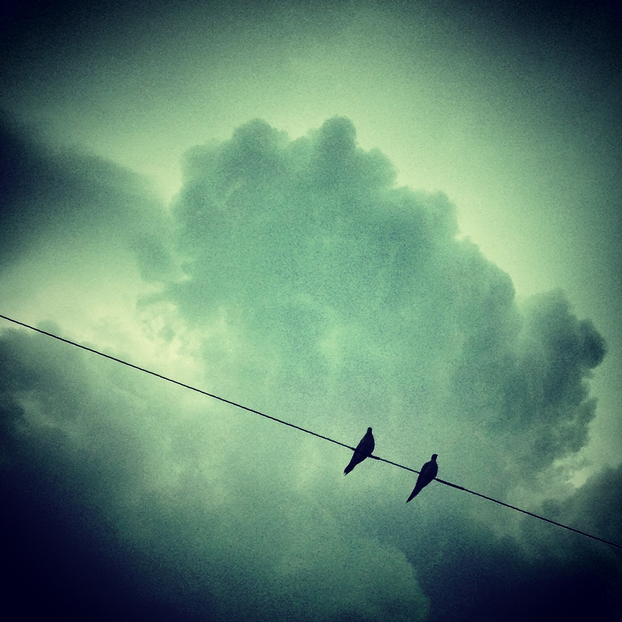 Image - birds animals sky clouds green