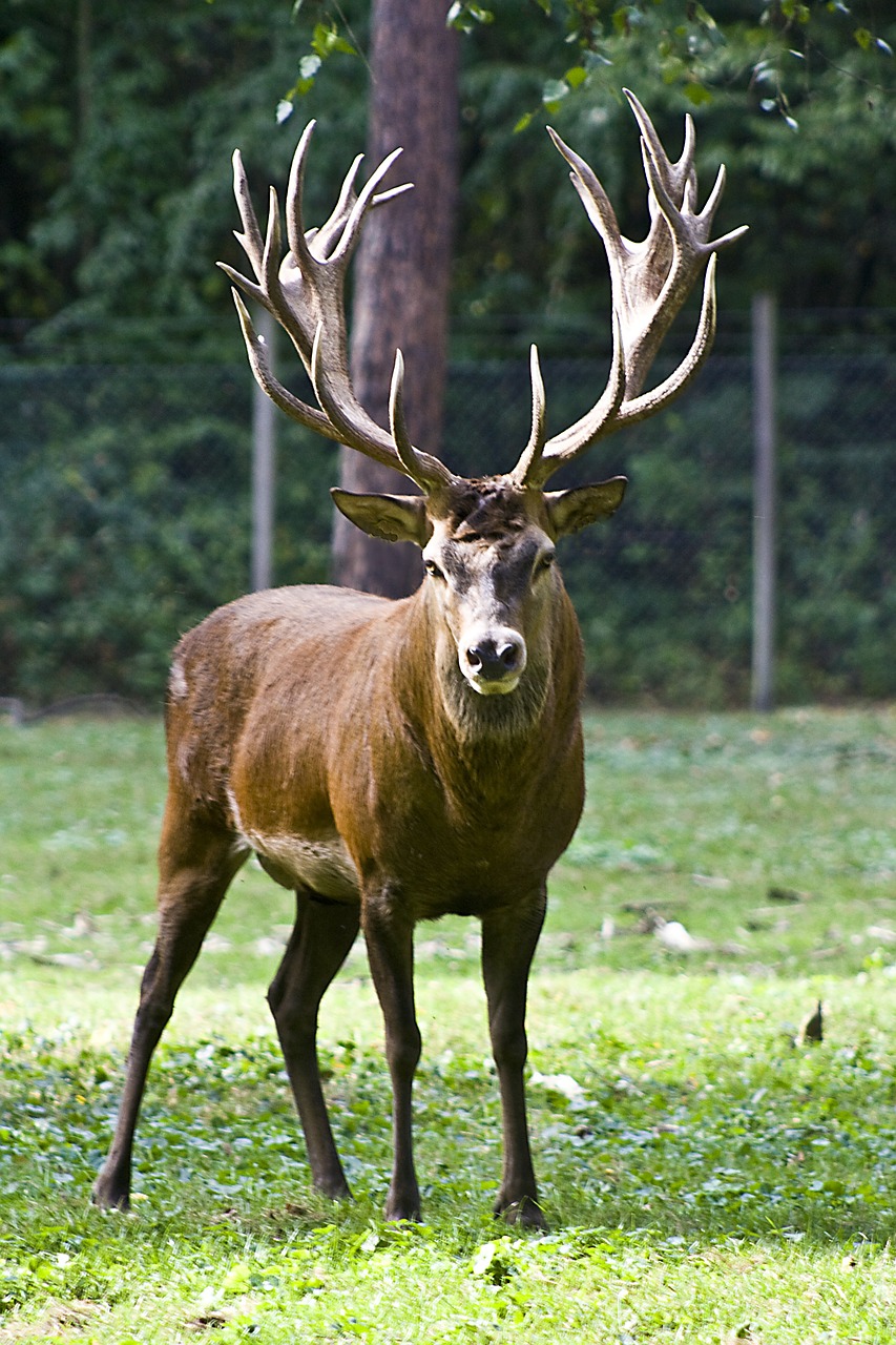 Image - red deer capital antler handsome