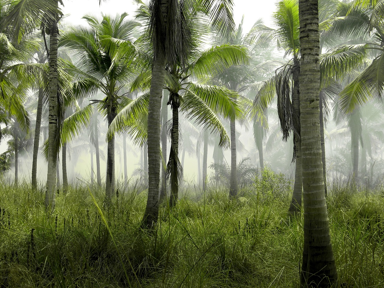 Image - palm trees jungle tropical green