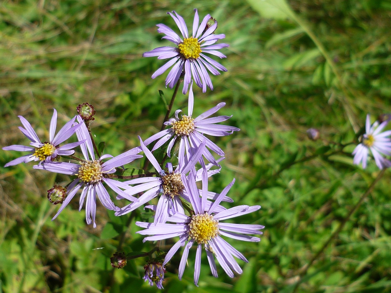 Image - mountain aster wild plant light blue