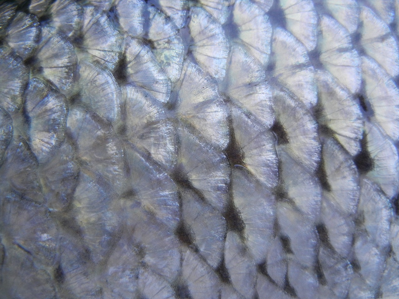 Image - fish scale texture macro closeup