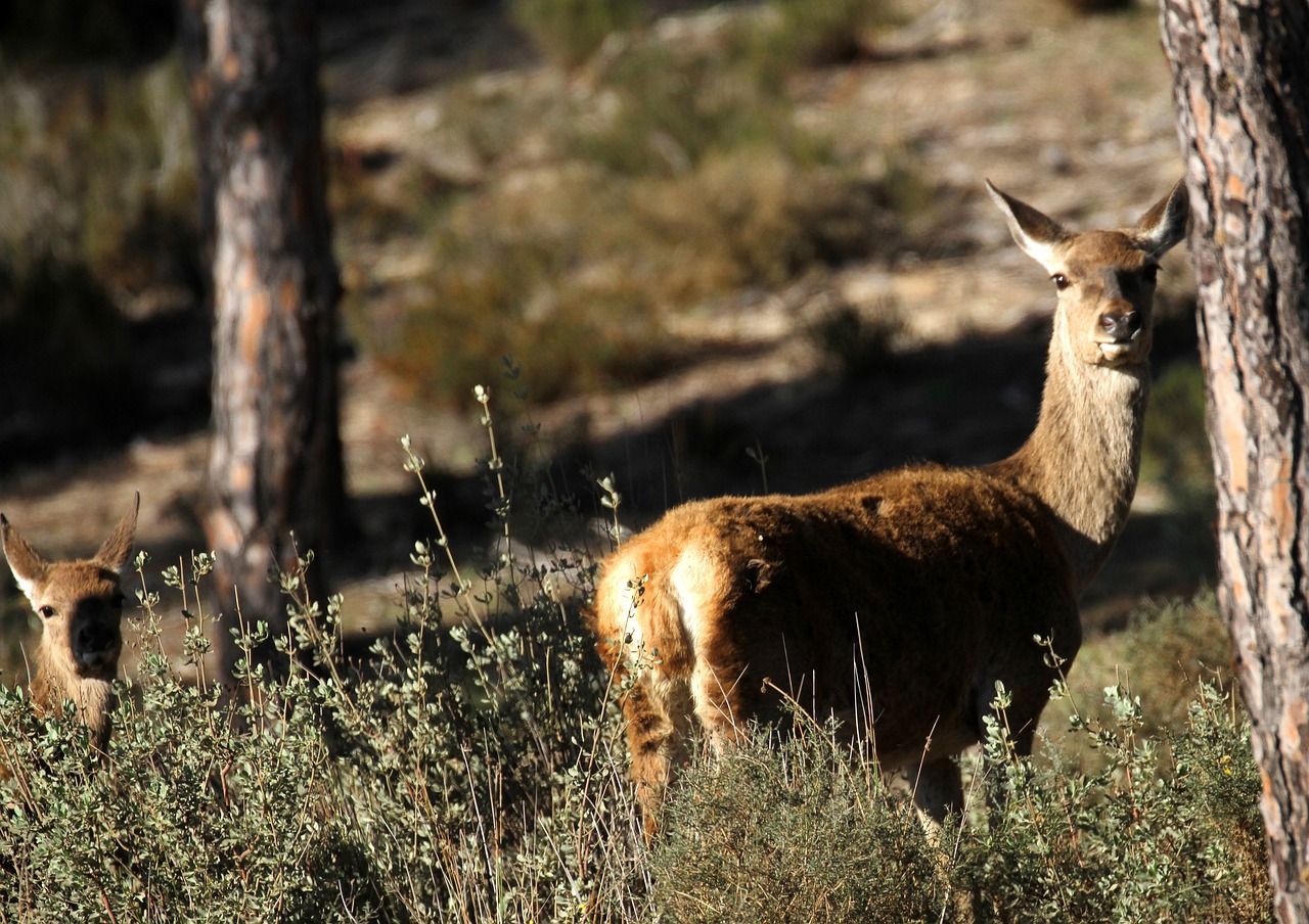 Image - doñana national park spain deer