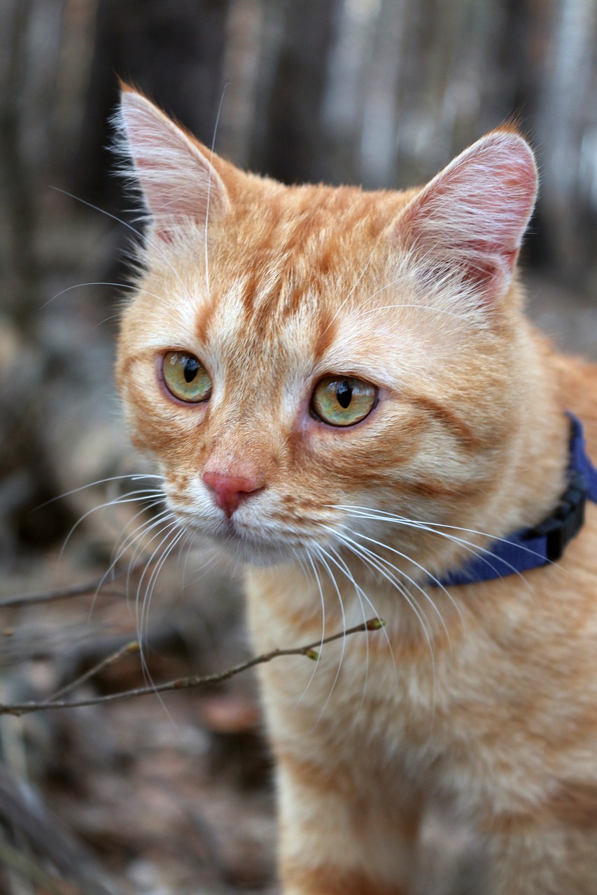 Image - cat red headed cat red cat redhead