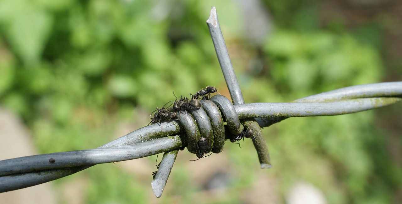 Image - image barbed wire is ant insect