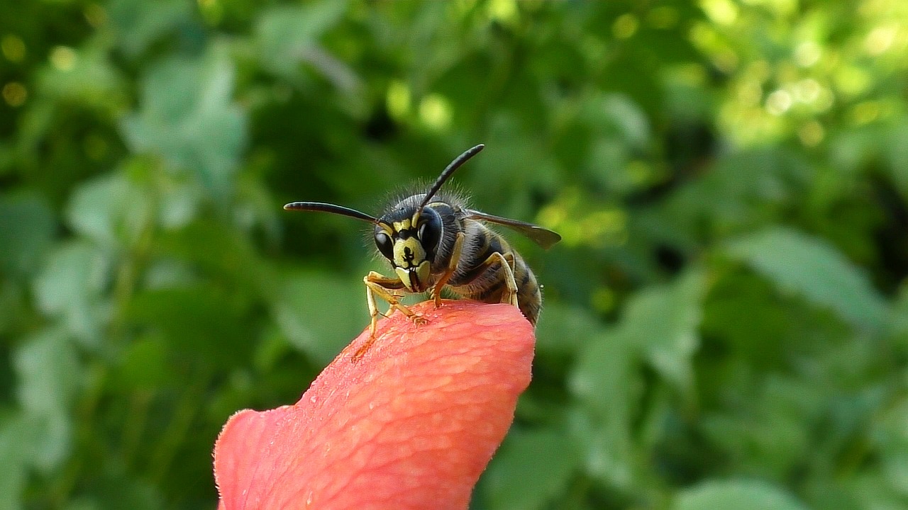 Image - wasp insect close garden