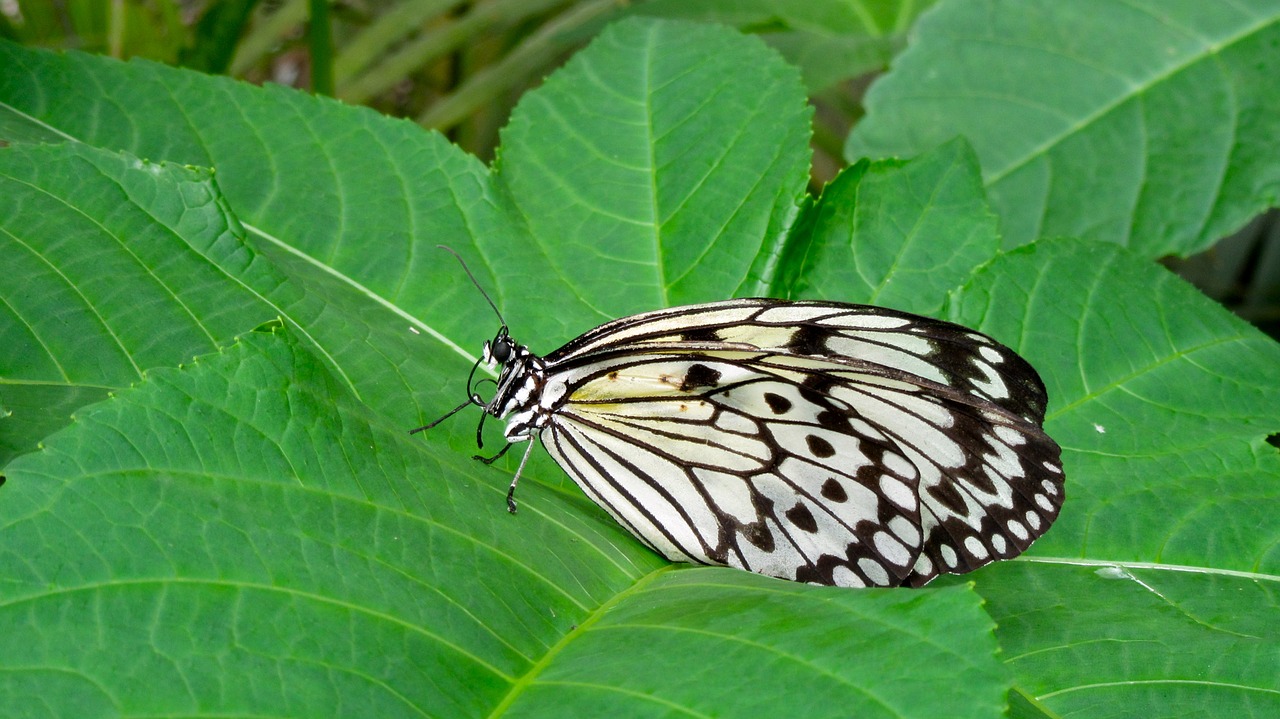 Image - butterfly nature close of course