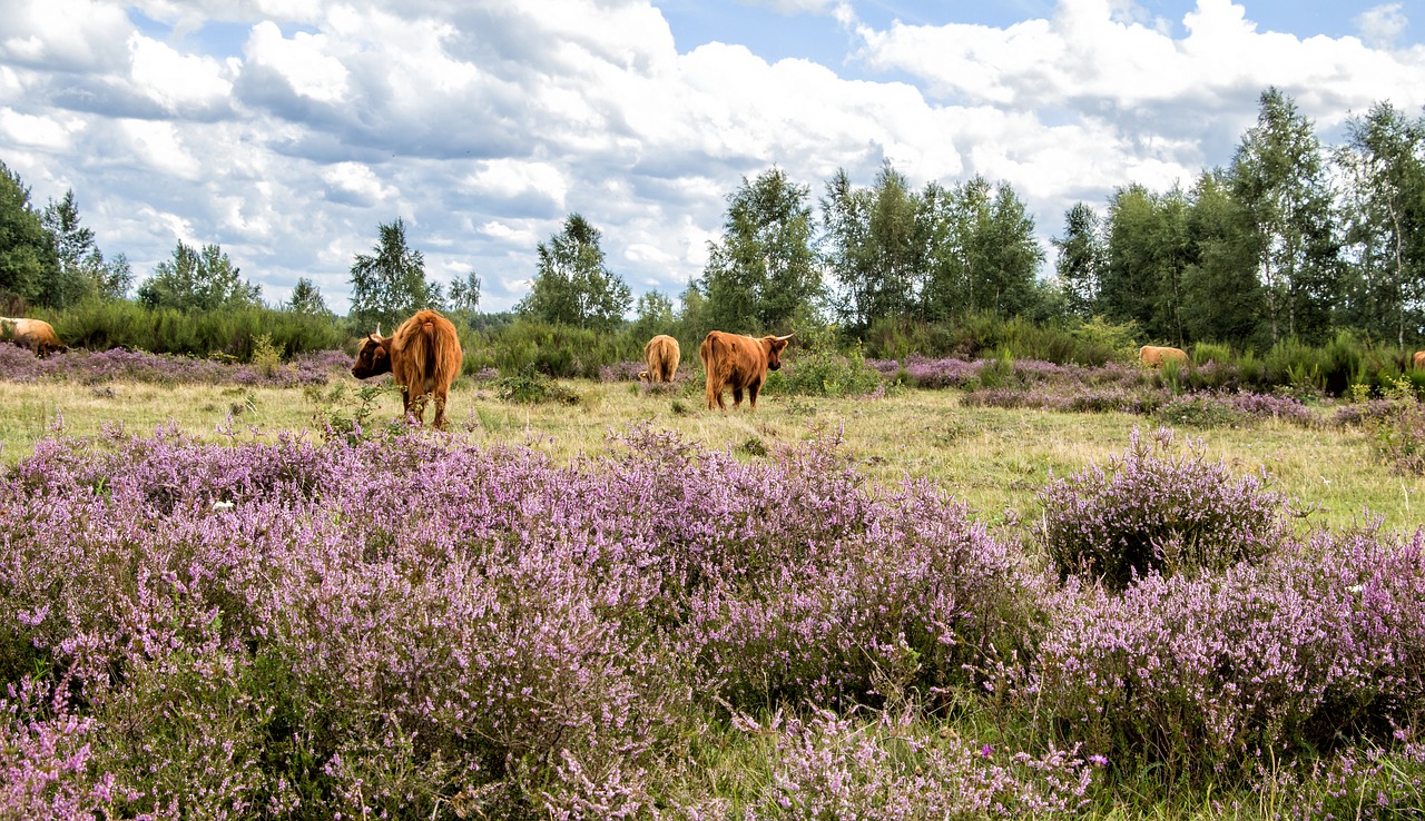 Image - cattle cows heide heather eifel