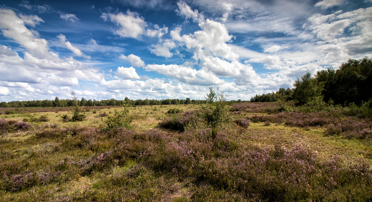 Image - heide heather eifel drover heath