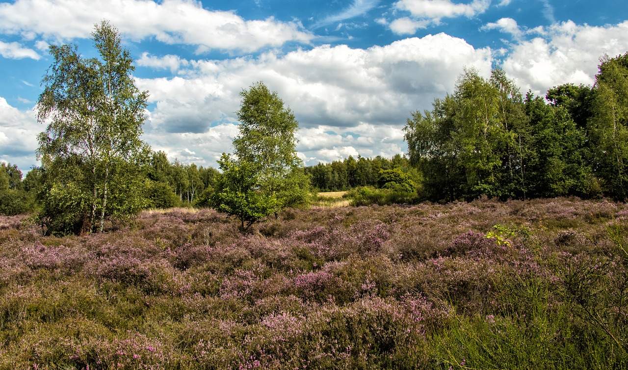 Image - heide heather eifel drover heath