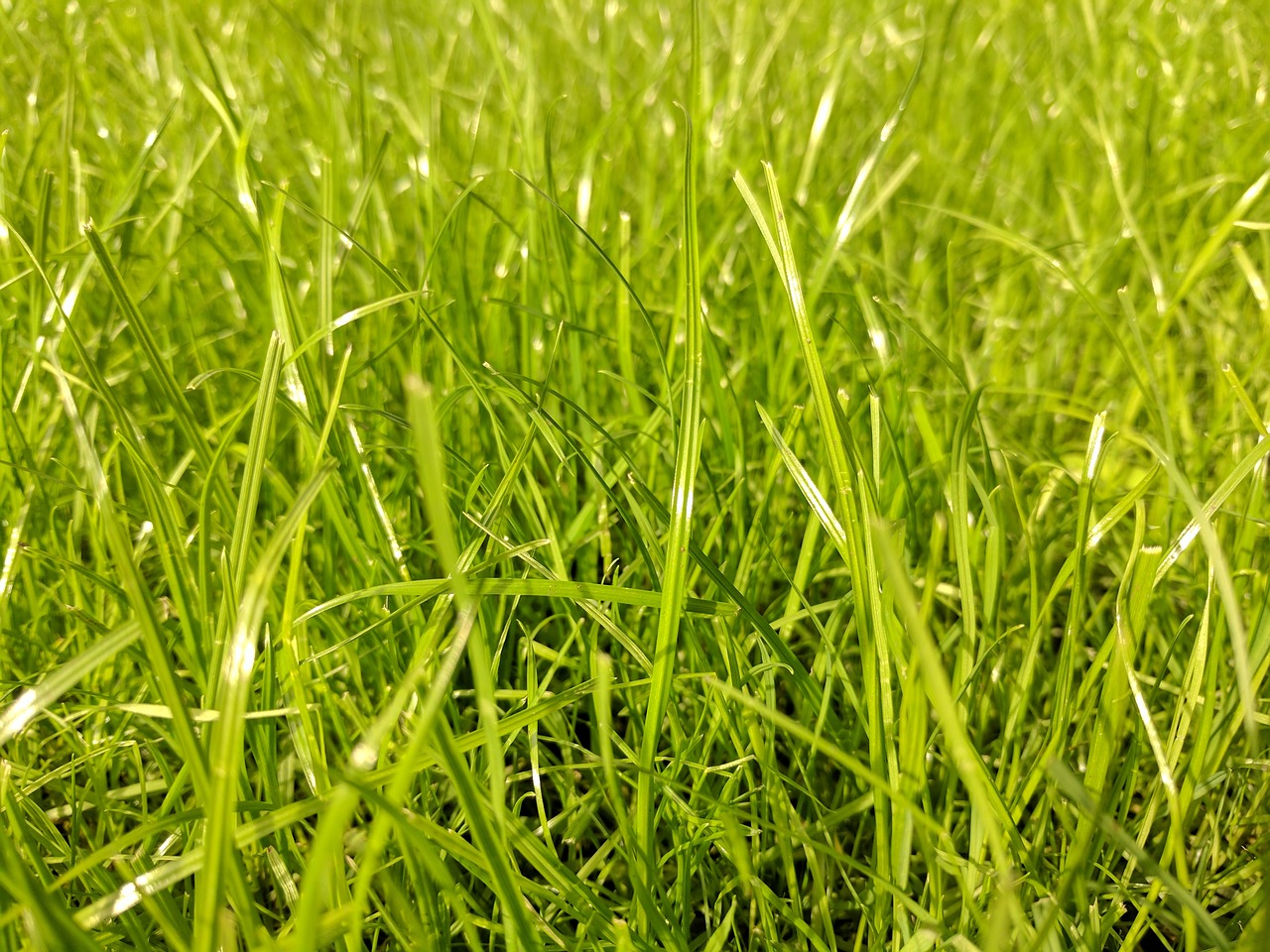 Image - grass green lawn greenery garden