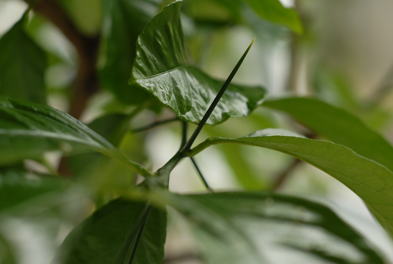 Image - plant citrus thorn detail