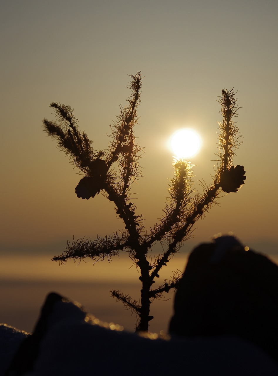 Image - sunrise fog morning kolosok dawn