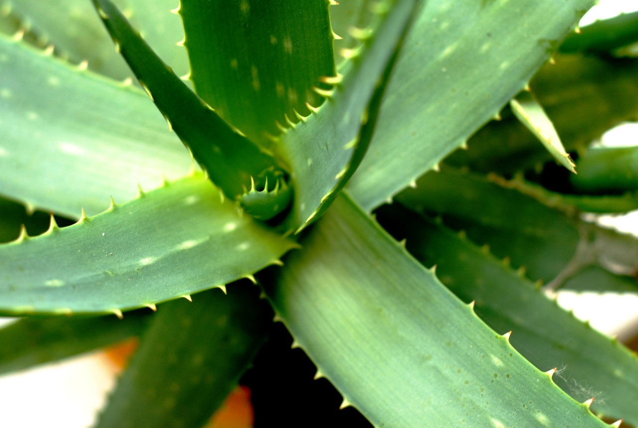 Image - aloe vera spines healing foliage