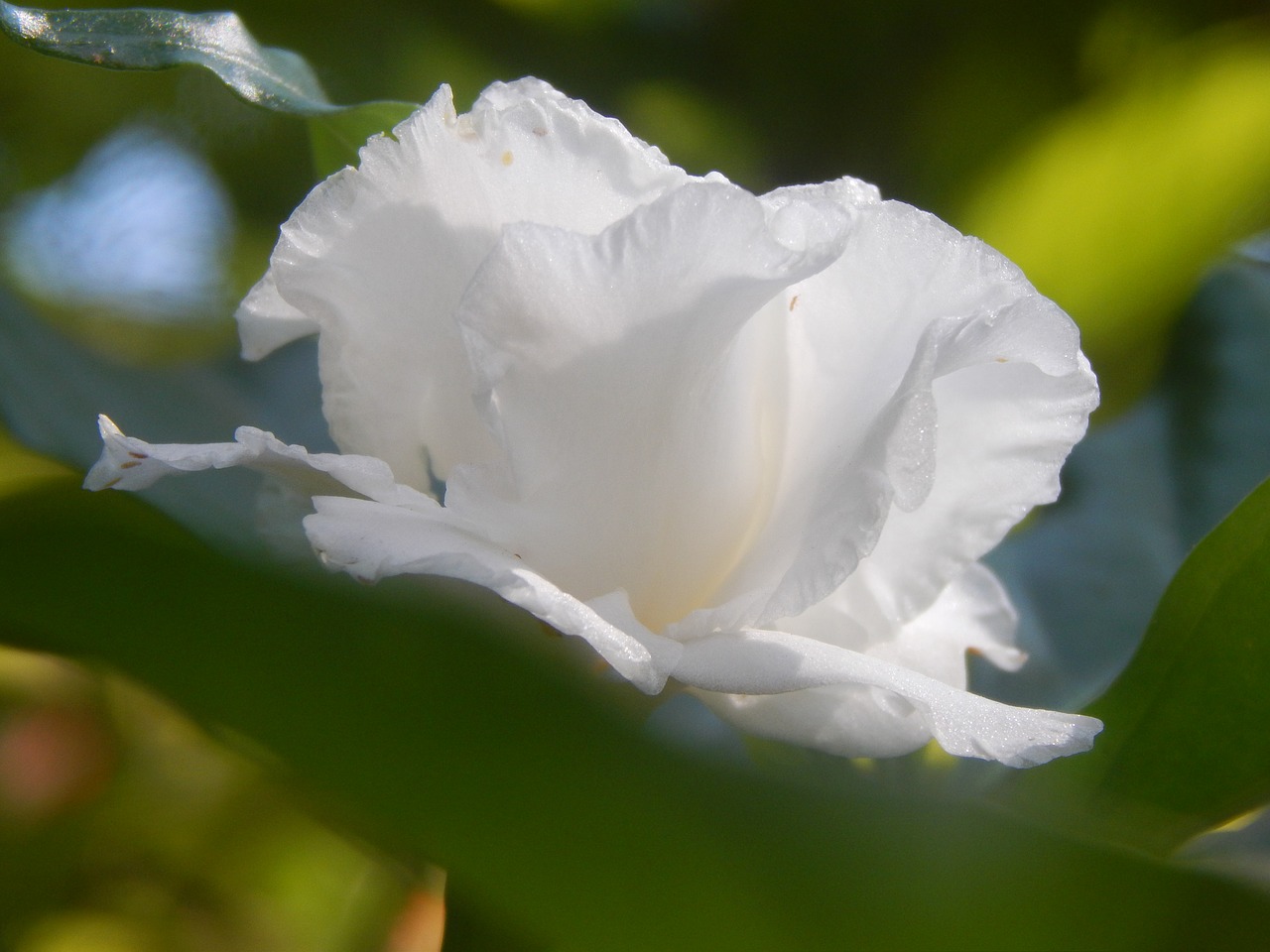 Image - flower white gardenia white petals