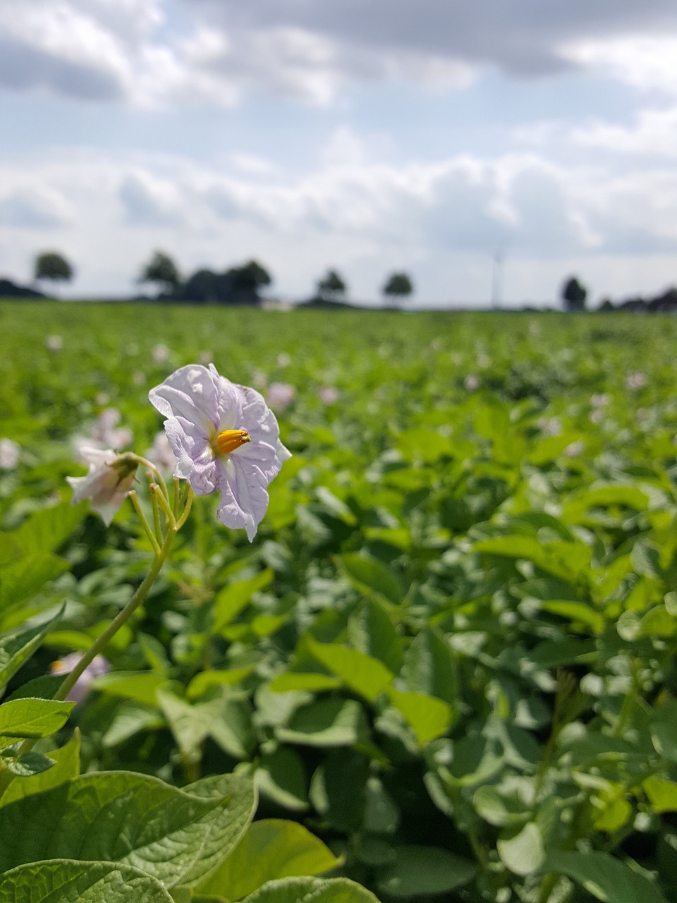 Image - field potato blossom bloom arable