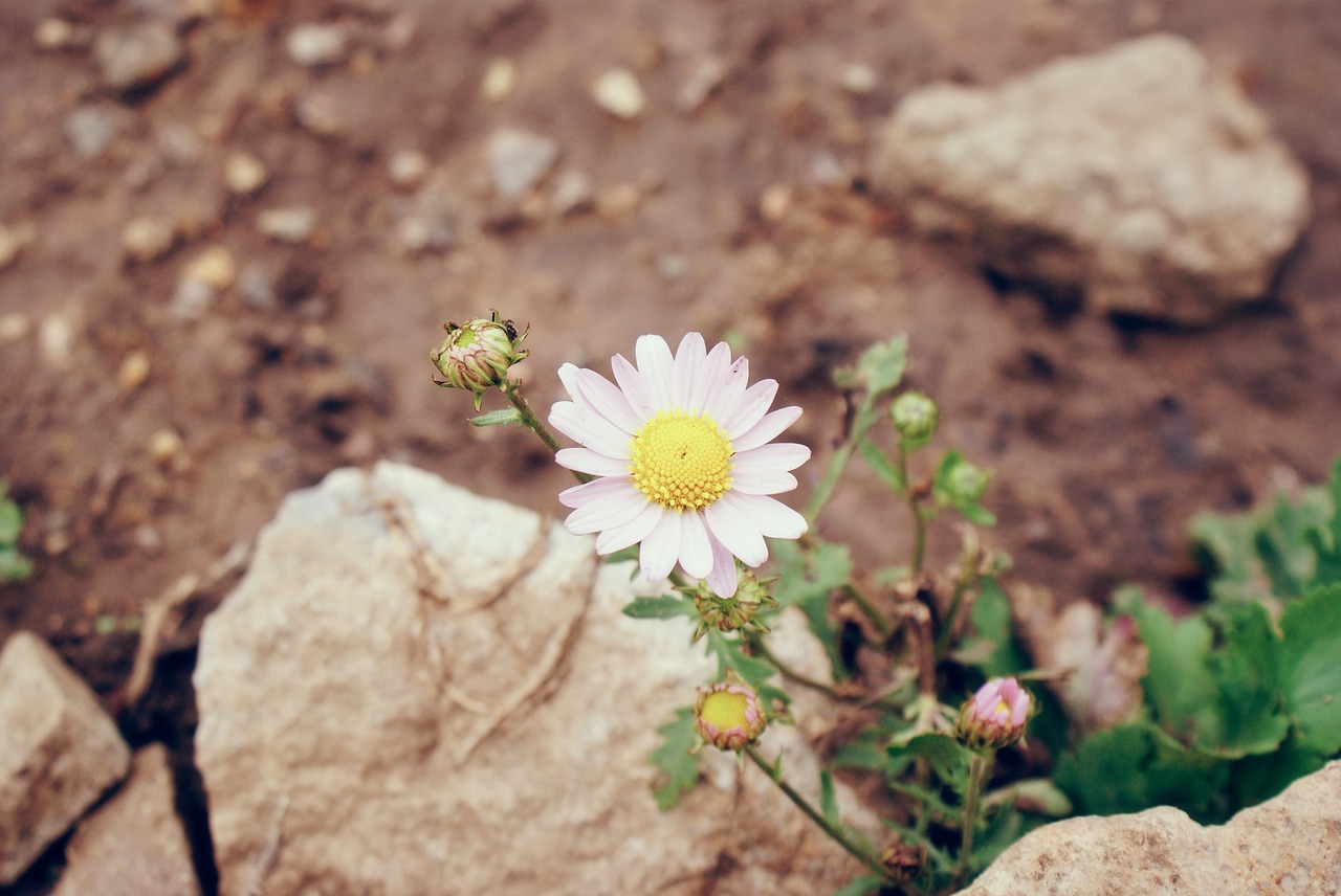 Image - wild flowers stone the scenery