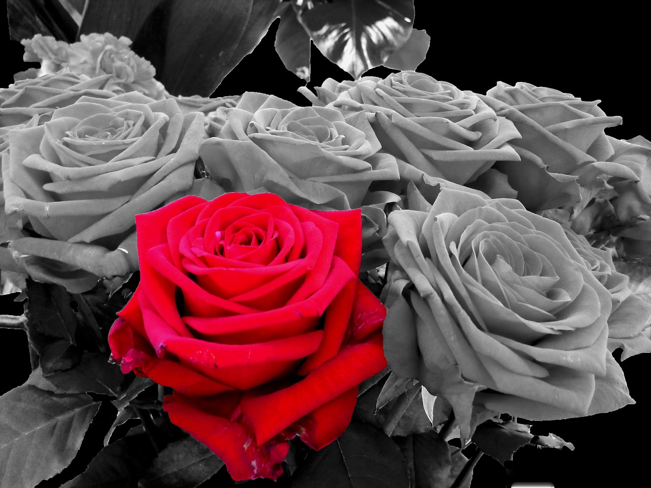 Image - roses red black and white red rose